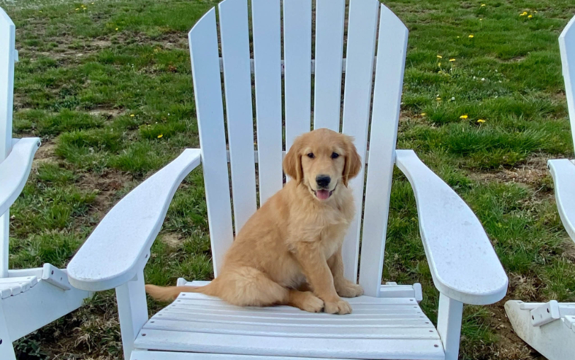 puppy on a chair